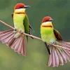 Chestnut Headed Bee Eater Birds Diamond Painting