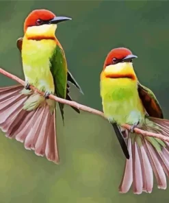 Chestnut Headed Bee Eater Birds Diamond Painting