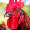 Close Up Rhode Island Red Diamond Painting