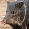 Collared Peccary Diamond Painting