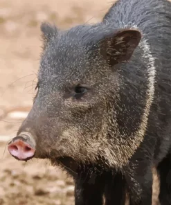 Collared Peccary Diamond Painting