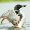 Common Loon Diamond Painting