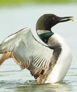 Common Loon Diamond Painting