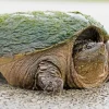 Common Snapping Turtle Diamond Painting