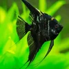 Dark Angelfish Diamond Painting