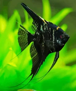 Dark Angelfish Diamond Painting