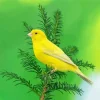 Domestic Canary Diamond Painting