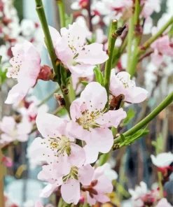 Flowering Peach Tree Diamond Painting