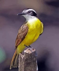 Flycatchers Diamond Painting