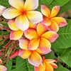 Frangipani Flowers Diamond Painting