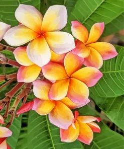 Frangipani Flowers Diamond Painting