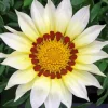 Gazania White Art Diamond Painting