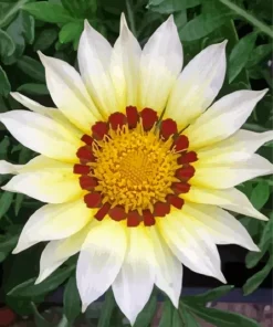 Gazania White Art Diamond Painting