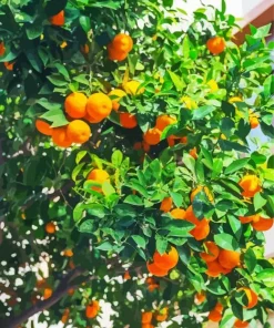 Green Leaves Orange Tree Diamond Painting
