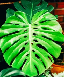 Green Monstera Leaves Diamond Painting