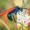 Green Tarantula Hawk Diamond Painting