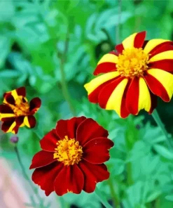 Harlequin Marigold Flower Diamond Painting