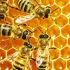 Honey Bee Hive Diamond Painting