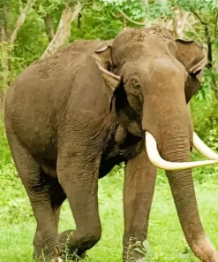 Indian Elephant Diamond Painting