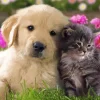 Kitten And Puppy In Garden Diamond Painting