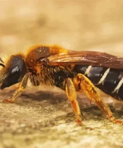 Legged Furrow Bee Diamond Painting