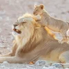 Lion And Cub Playing Diamond Painting