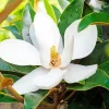Magnolia Tree Diamond Painting