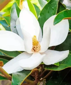 Magnolia Tree Diamond Painting