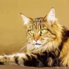 Maine Coon Cat Diamond Painting