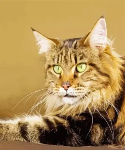 Maine Coon Cat Diamond Painting