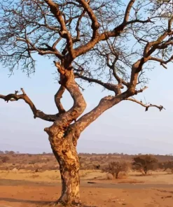 Manketti Tree Diamond Painting