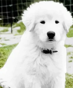 Maremma Sheepdog Puppy Diamond Painting