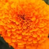 Marigold Flower Diamond Painting