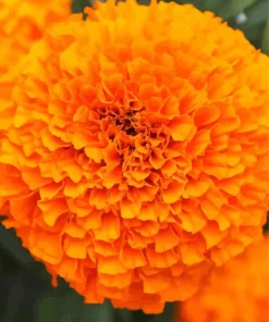 Marigold Flower Diamond Painting