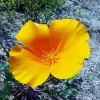 Mexican Gold Poppy Diamond Painting
