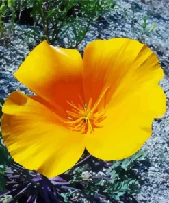 Mexican Gold Poppy Diamond Painting