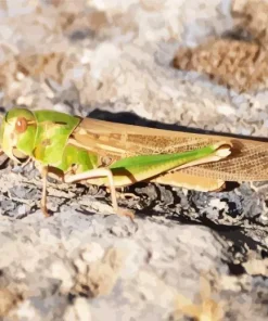 Migratory Locust Diamond Painting