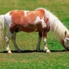 Miniature Horse Diamond Painting