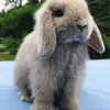 Miniature Lop Bunny Diamond Painting