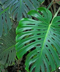 Monster Leaf Diamond Painting