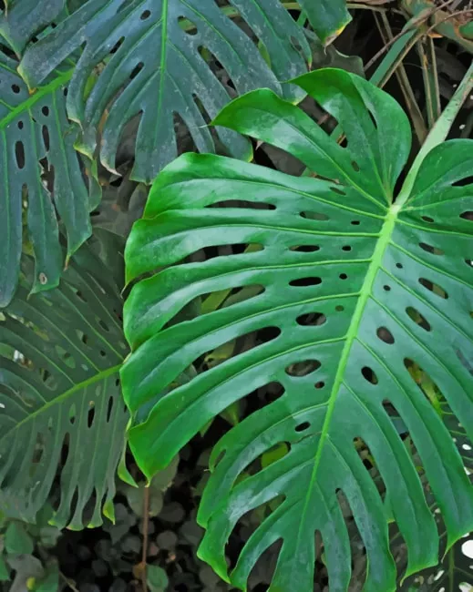 monster leaf Diamond With Numbers Monster Leaf Diamond Painting