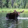 Moose In River Diamond Painting