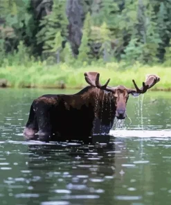 Moose In River Diamond Painting