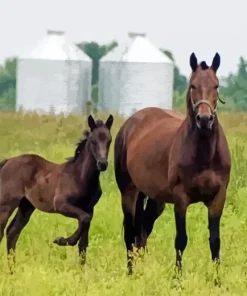 Morgan Horses Diamond Painting
