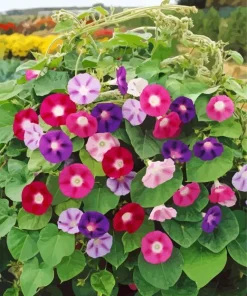 Morning Glories Diamond Painting