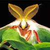Moth Face Insect Diamond Painting