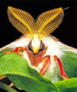 Moth Face Insect Diamond Painting
