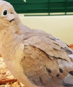 Mourning Dove Diamond Painting