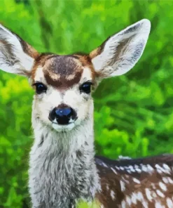 Mule Deer Diamond Painting