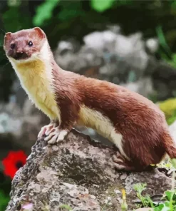 Mustelinae Animal Diamond Painting